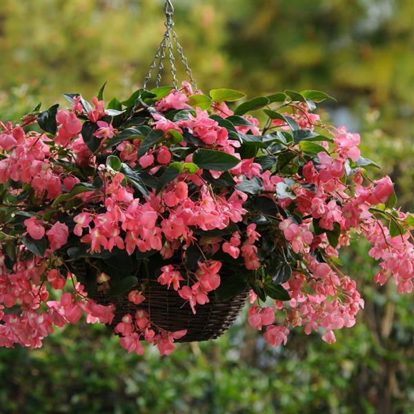 Dragon Wing<sup>®</sup> Pink Basket