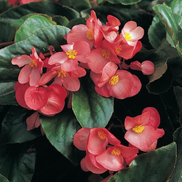 Dragon Wing<sup>®</sup> Pink Bloom