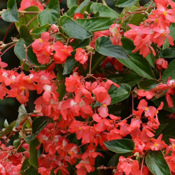 Dragon Wing<sup>®</sup> Red Bloom