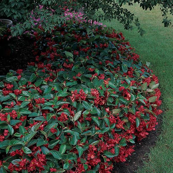 Dragon Wing<sup>®</sup> Red Garden