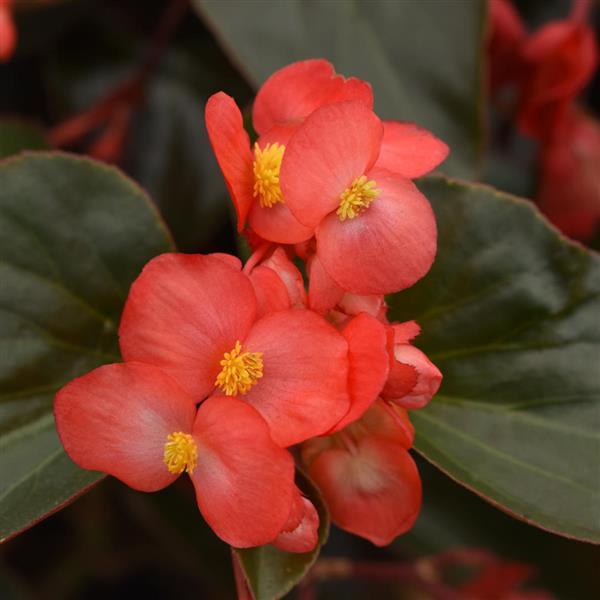 Dragon Wing<sup>®</sup> Red Bronze Leaf Bloom