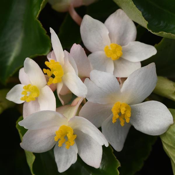 Dragon Wing<sup>®</sup> White Bloom