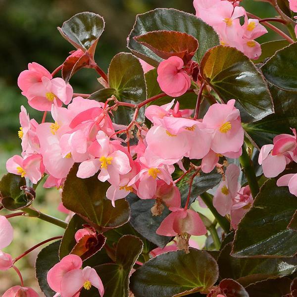 Megawatt™ Pink Bronze Leaf Bloom