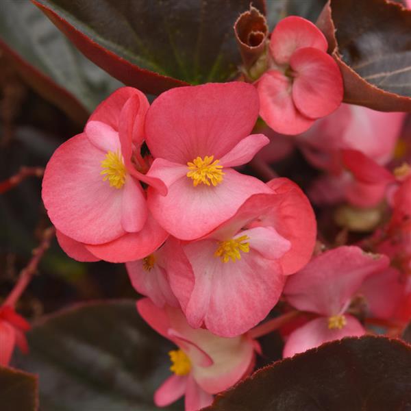 Megawatt™ Rose Bronze Leaf Bloom
