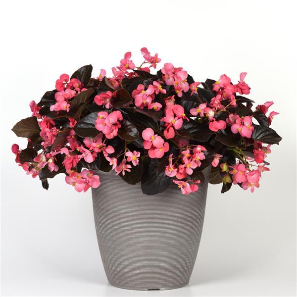 Megawatt™ Rose Bronze Leaf Container
