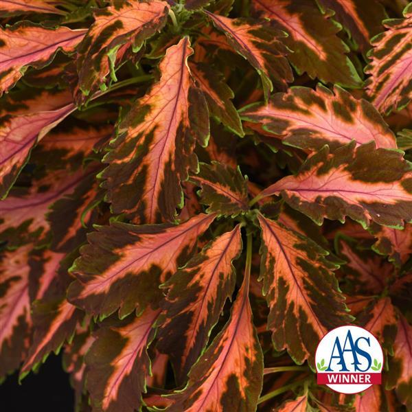 Coleus, Premium Sun Coral Candy Bloom