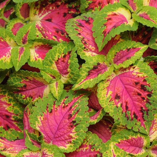 Coleus, Premium Sun Watermelon Bloom