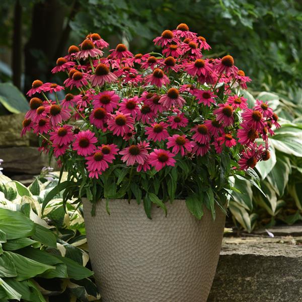 Artisan™ Collection Brilliant Rose Container
