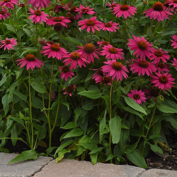 Artisan™ Collection Brilliant Rose Landscape