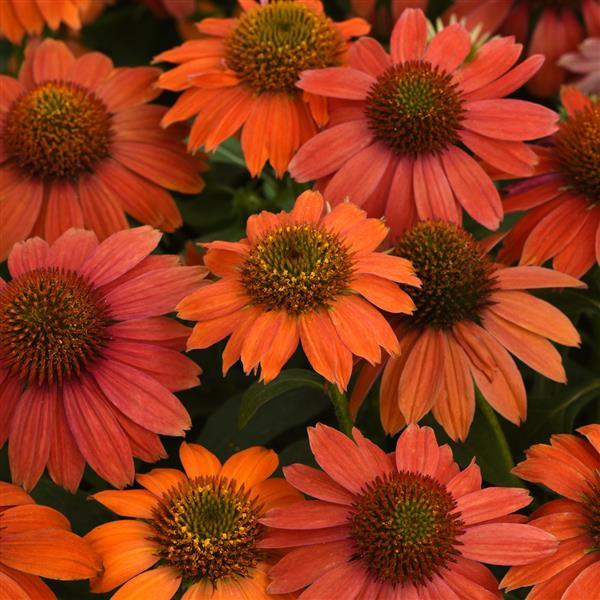 Artisan™ Collection Red Ombre Bloom