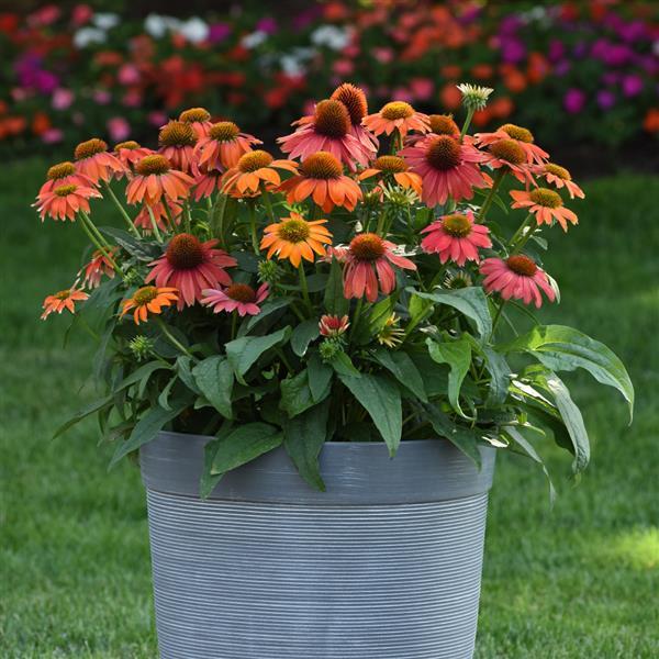Artisan™ Collection Red Ombre Container