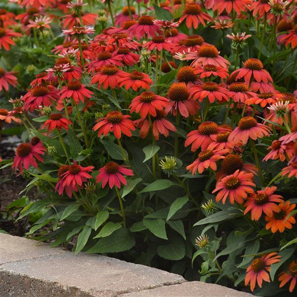Artisan™ Collection Red Ombre Landscape