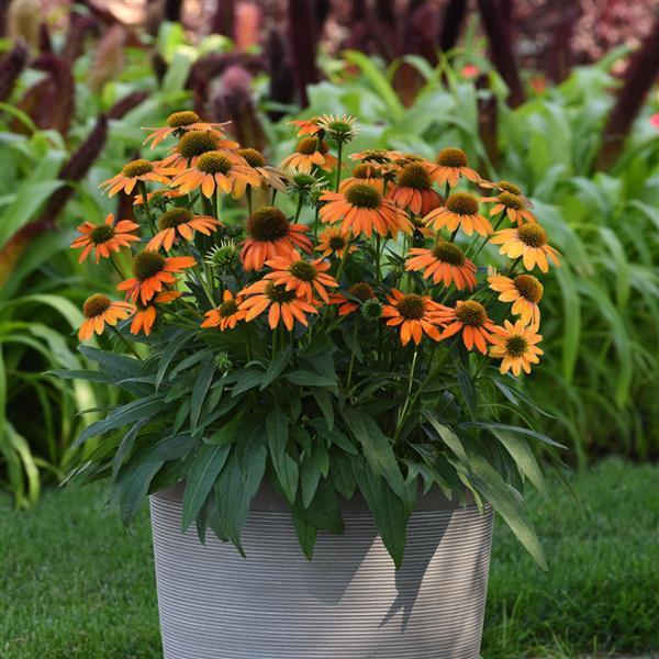 Artisan™ Collection Soft Orange Container