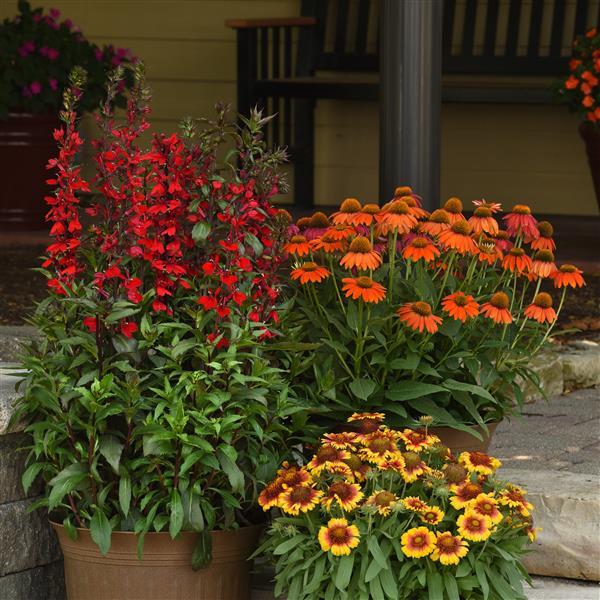 Artisan™ Collection Soft Orange Garden