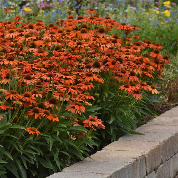 Artisan™ Collection Soft Orange Landscape