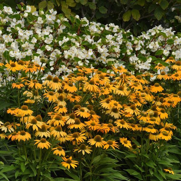 Artisan™ Collection Yellow Ombre Commercial Landscape 1