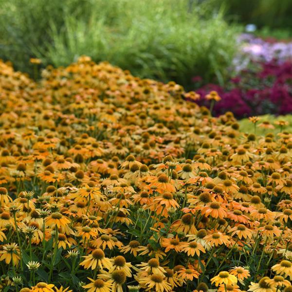 Artisan™ Collection Yellow Ombre Commercial Landscape 2