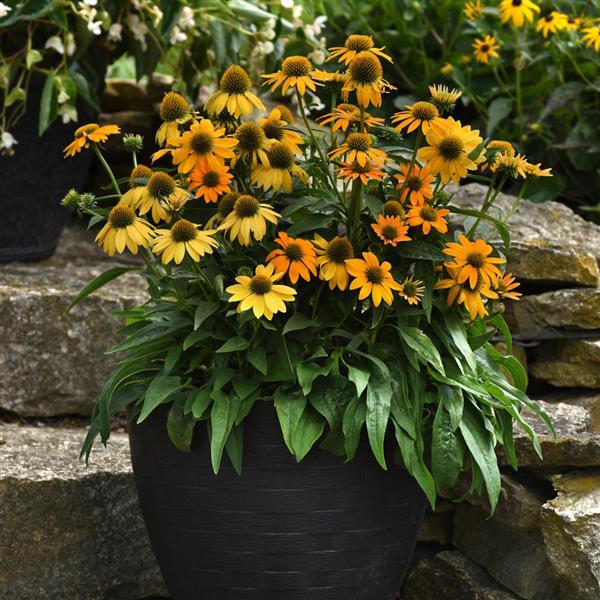 Artisan™ Collection Yellow Ombre Container