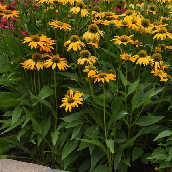Artisan™ Collection Yellow Ombre Landscape