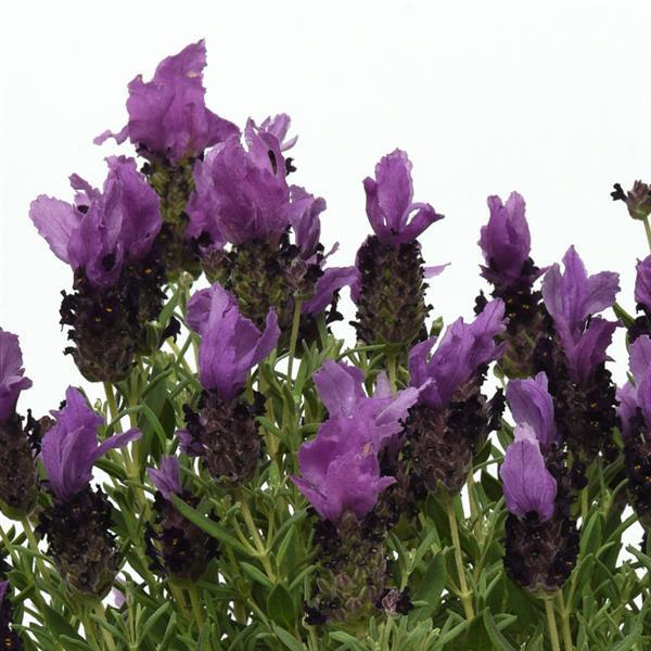 Bandera Purple Bloom