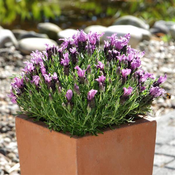 Bandera Purple Garden