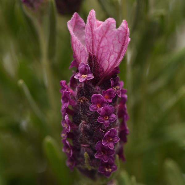 Bandera Deep Rose Bloom