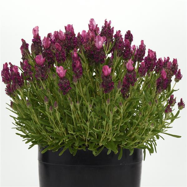 Bandera Deep Rose Container
