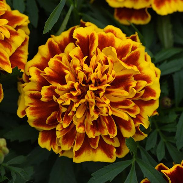 Bonanza™ Bee Bloom