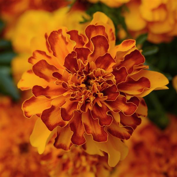 Bonanza™ Bolero Bloom