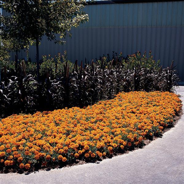 Bonanza™ Bolero Landscape