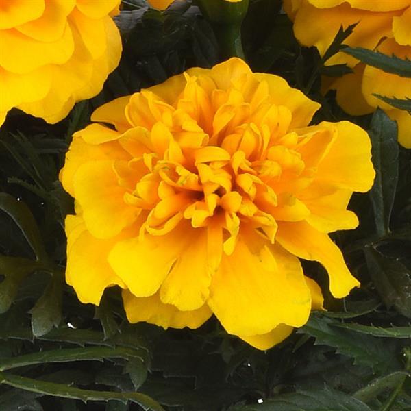Bonanza™ Gold Bloom