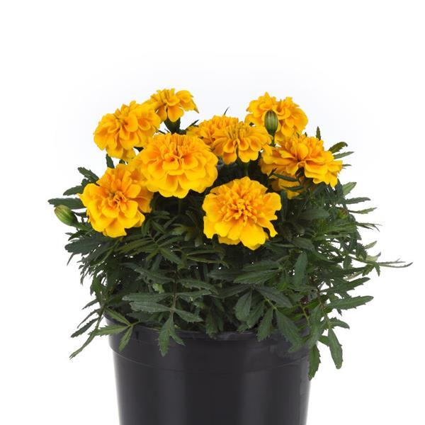 Bonanza™ Gold Container