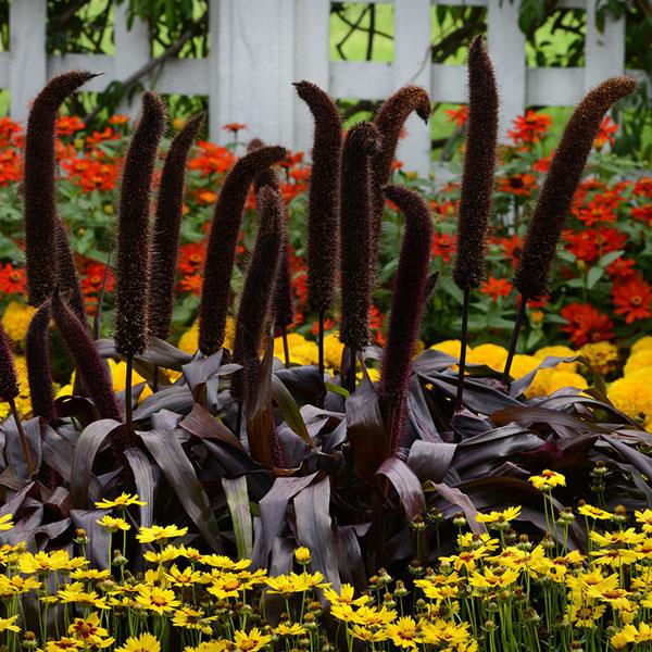 Ornamental Millet Copper Prince Bloom