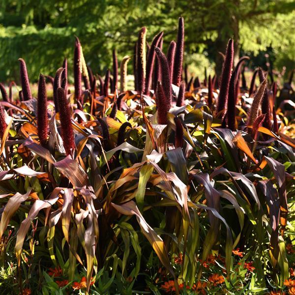 Ornamental Millet Copper Prince Commercial Landscape 1