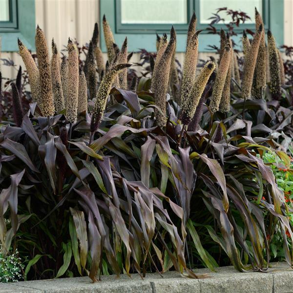 Ornamental Millet Copper Prince Commercial Landscape 2