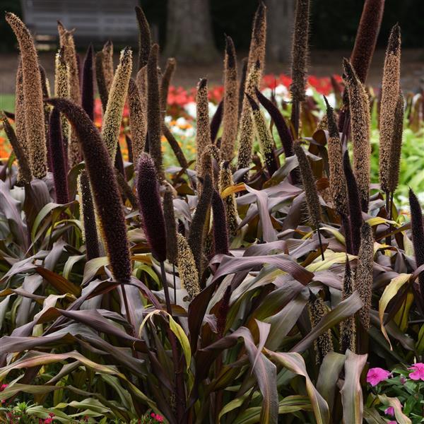 Ornamental Millet Copper Prince Commercial Landscape 3