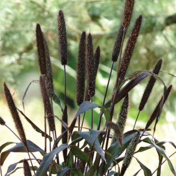 Ornamental Millet Jester Bloom