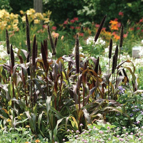 Ornamental Millet Jester Commercial Landscape 1