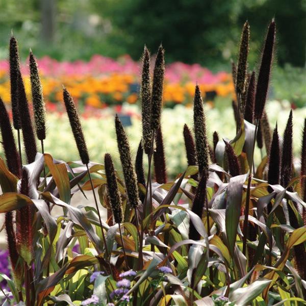 Ornamental Millet Jester Landscape