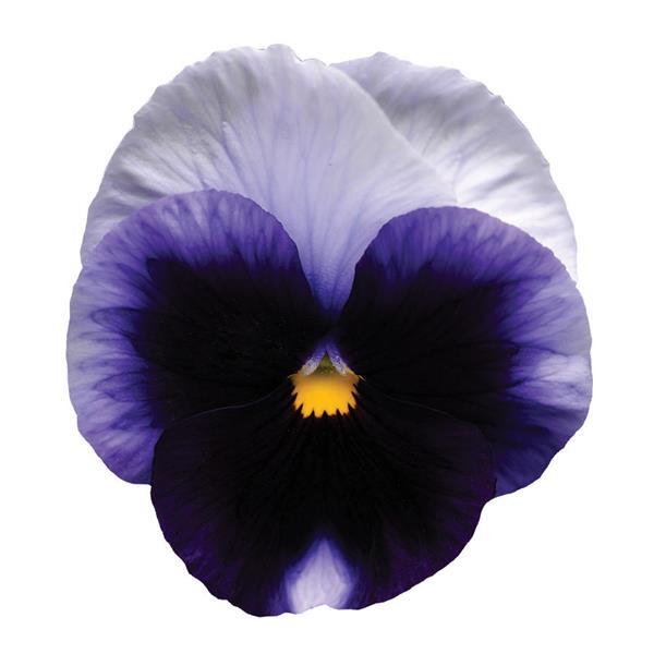 Matrix<sup>®</sup> Beaconsfield Bloom