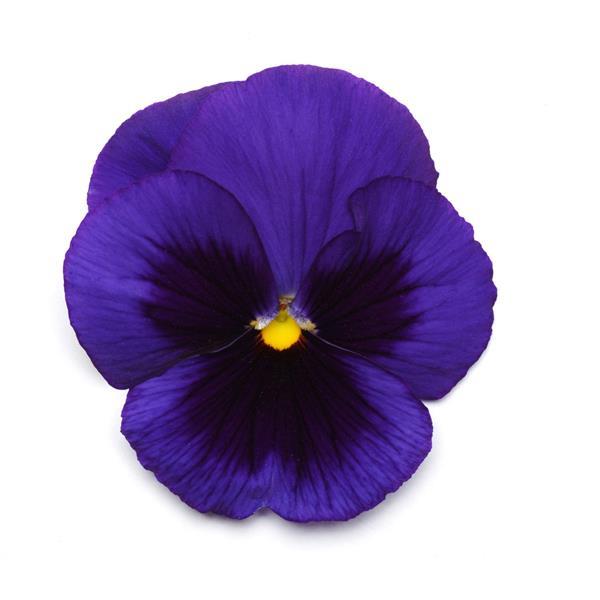 Matrix<sup>®</sup> Blue Blotch Bloom