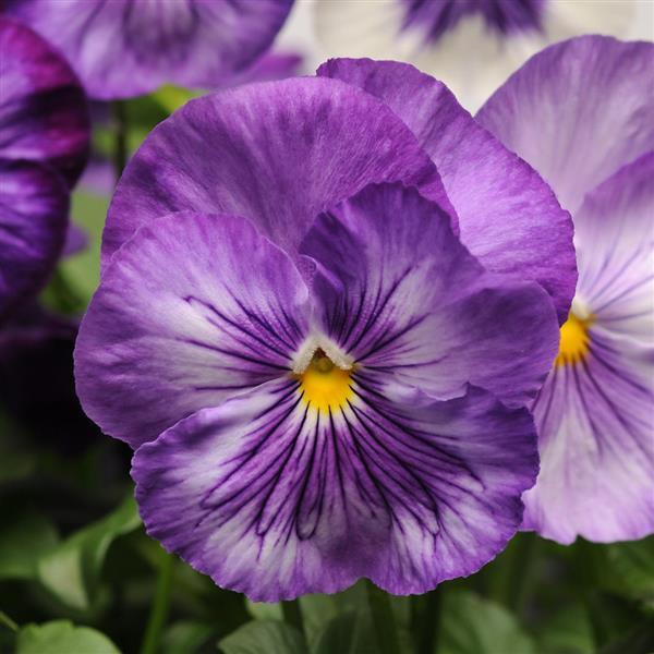 Matrix<sup>®</sup> Lavender Shades Bloom