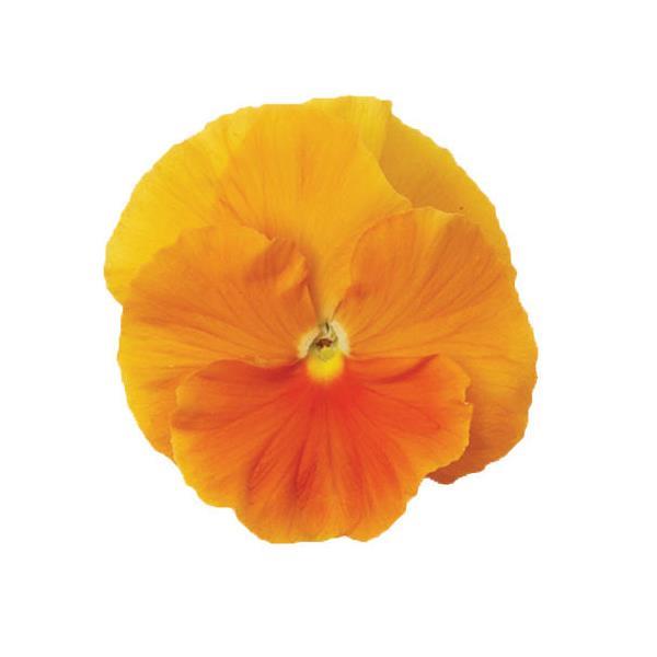 Matrix<sup>®</sup> Orange Bloom