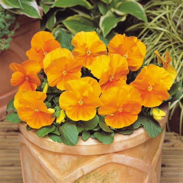 Matrix<sup>®</sup> Orange Container