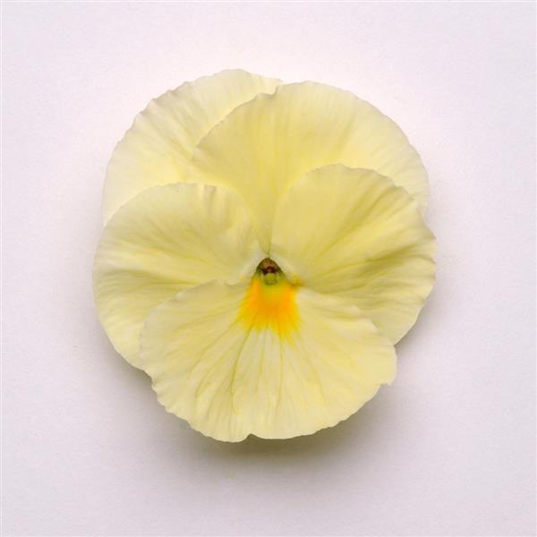 Matrix<sup>®</sup> Primrose Bloom