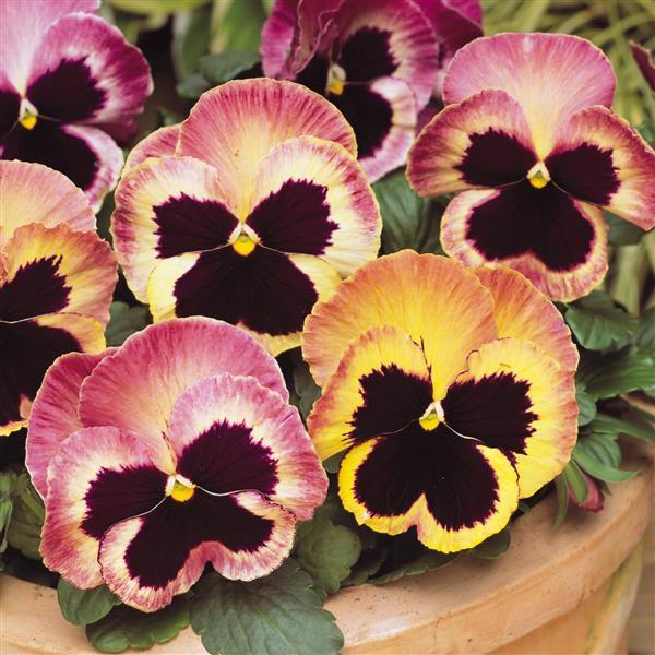 Matrix<sup>®</sup> Sunrise Bloom