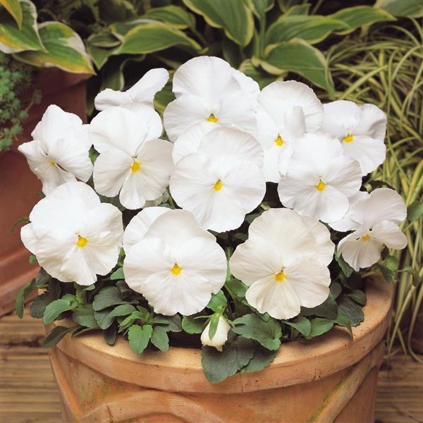 Matrix<sup>®</sup> White Container
