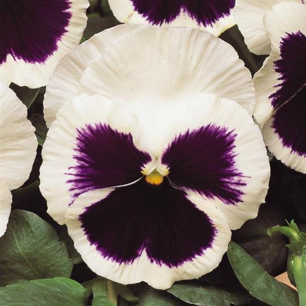 Matrix<sup>®</sup> White Blotch Bloom
