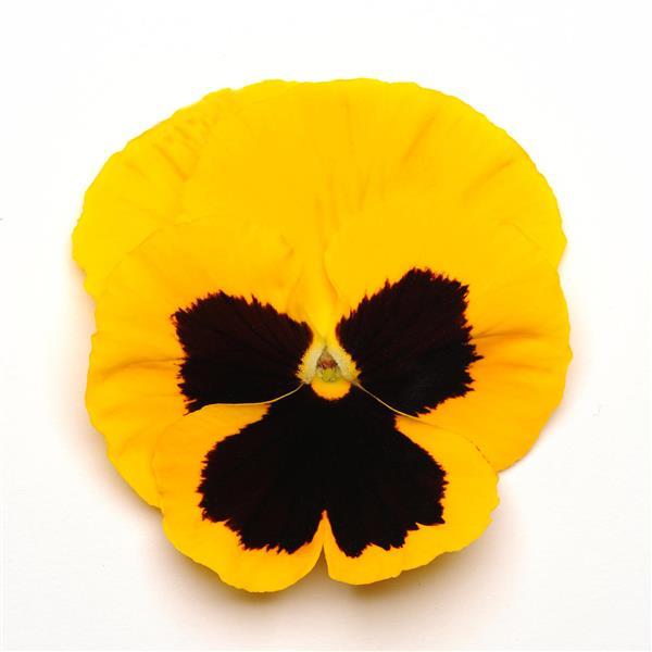 Matrix<sup>®</sup> Yellow Blotch Bloom