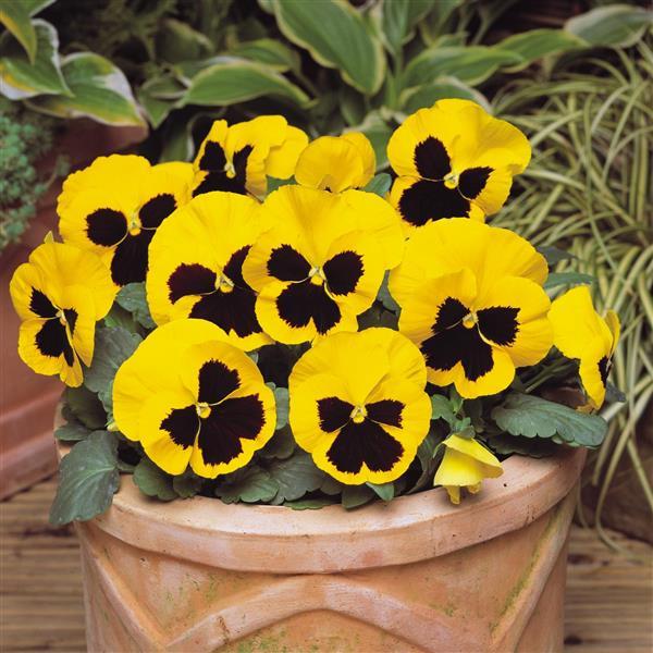 Matrix<sup>®</sup> Yellow Blotch Container